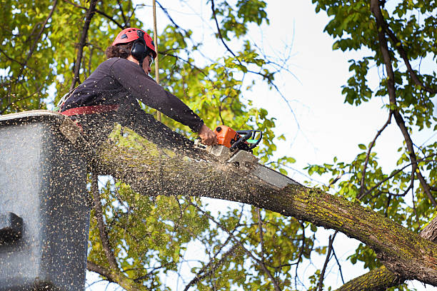 Mulching Services in Desert Palms, CA